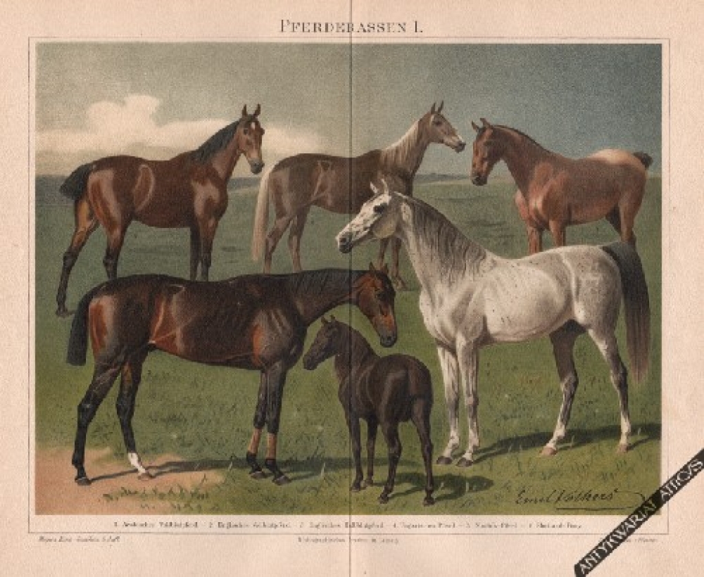 [rycina, 1897] Pferderassen I. [rasy koni]