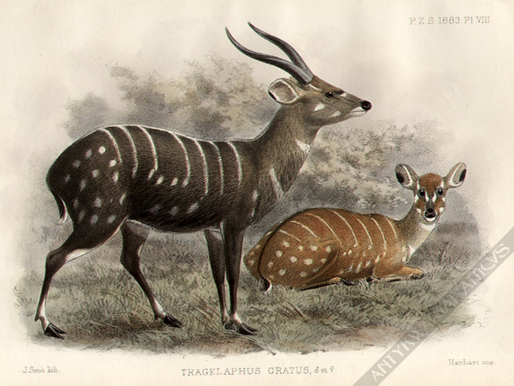 [rycina, 1883] Tragelaphus Gratus [Antylopa Sitatunga, samiec i samica]