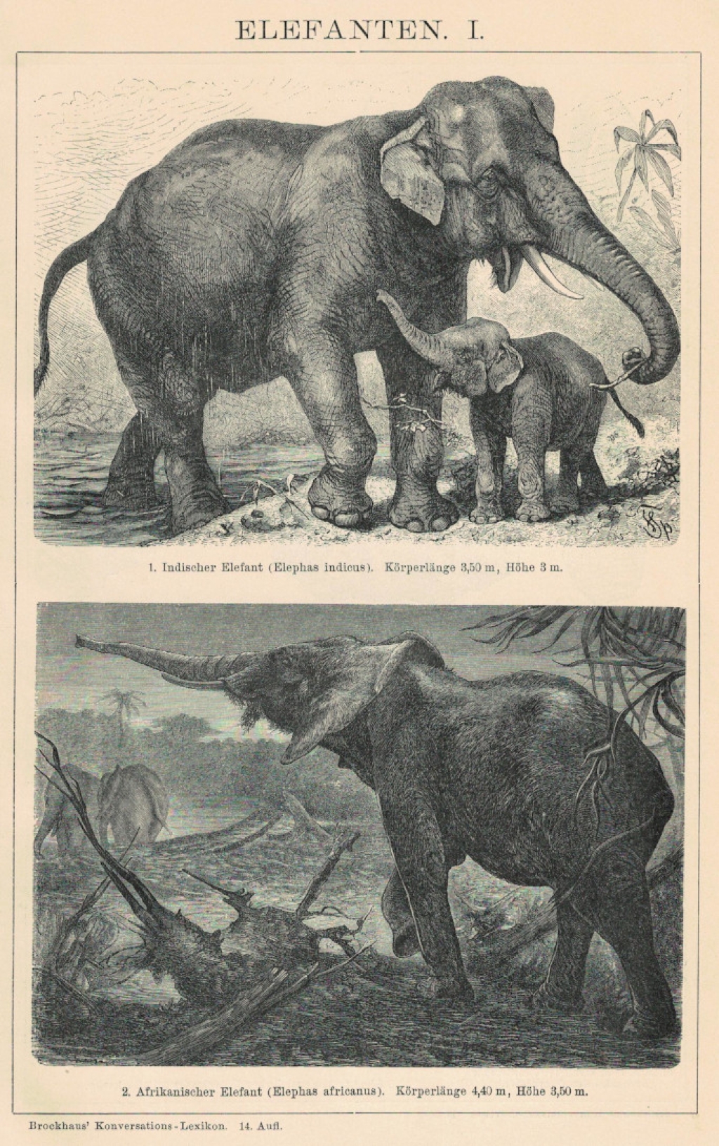 [rycina, 1898] Elefanten. [słonie]