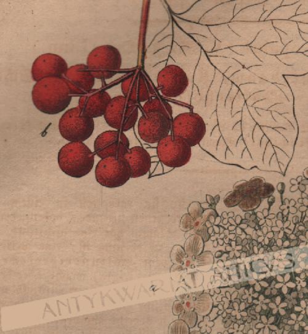 [rycina, 1821] Viburnum opulus. Kalinkebeeren [kalina koralowa]