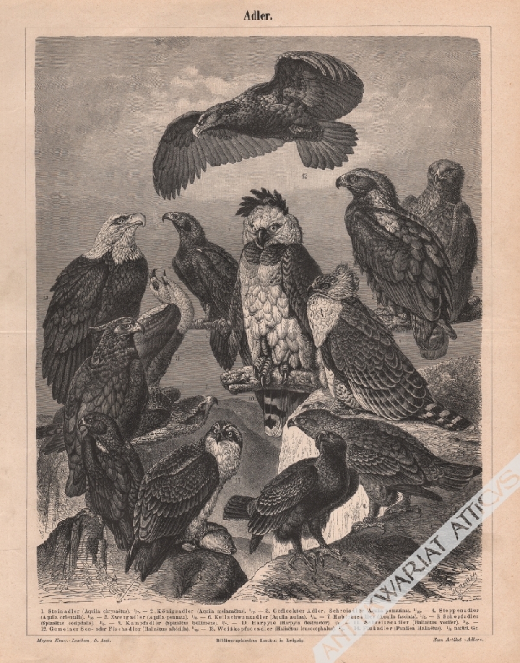 [rycina, 1893] Adler [Orzeł, orły]