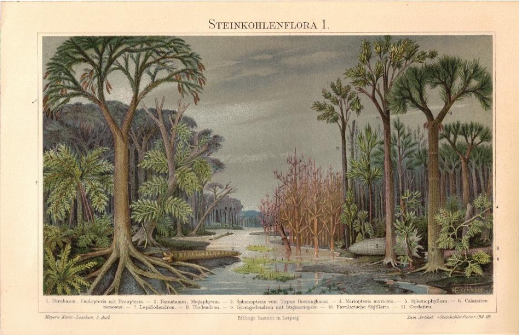 [ryciny, 1897] Steinkohlenformation I.-II. [skamieniałości z epoki karbonu]