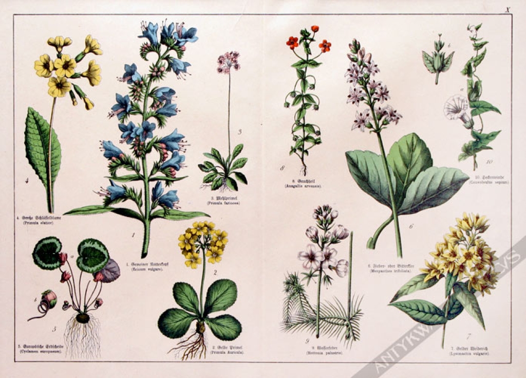 [rycina, 1887] Echium vulgare [Żmijowiec zwyczajny (i inne rośliny)]
