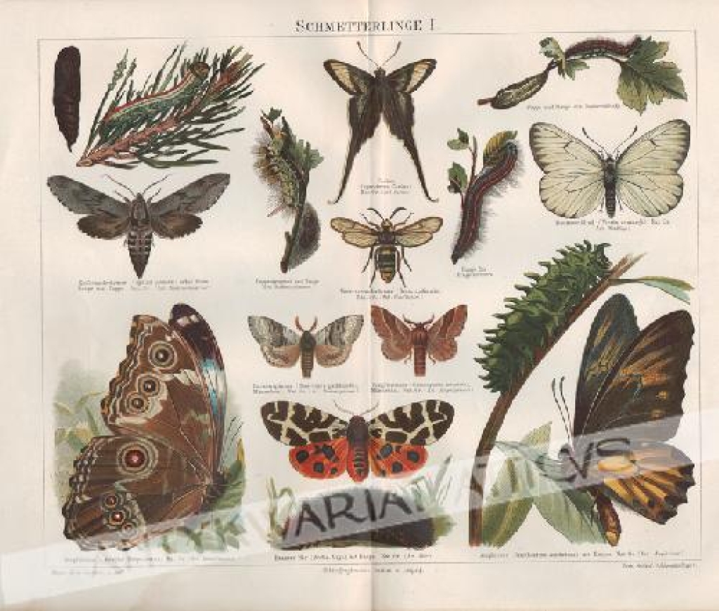 [rycina, 1897] Schmetterlinge I. [motyle]