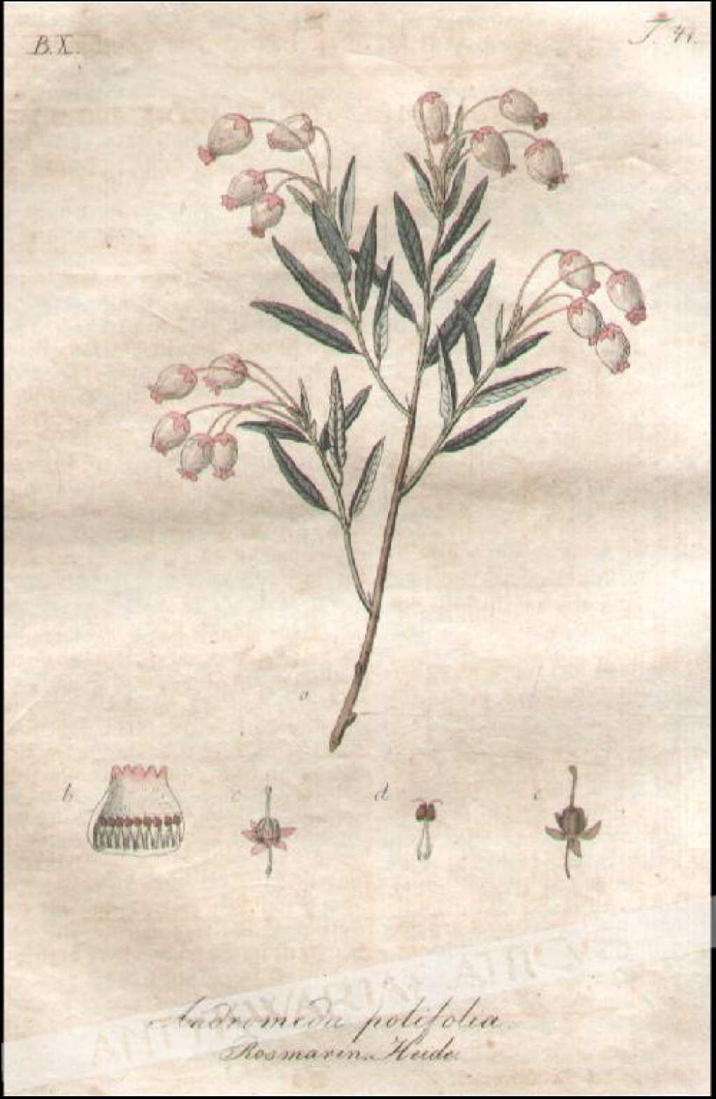 [rycina, 1821] Andromeda polifolia. Rosmarin Heide [modrzewnica zwyczajna]
