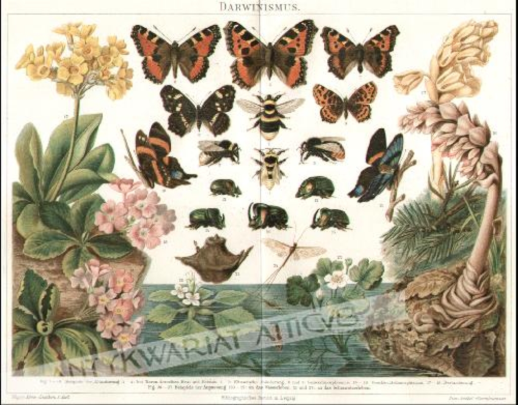 [rycina, 1894] Darwinismus [ewolucja gatunków]