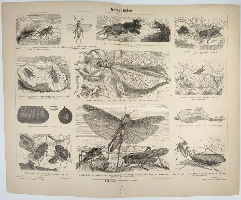 [rycina, ok. 1887] Geradflugler [prostoskrzydłe]