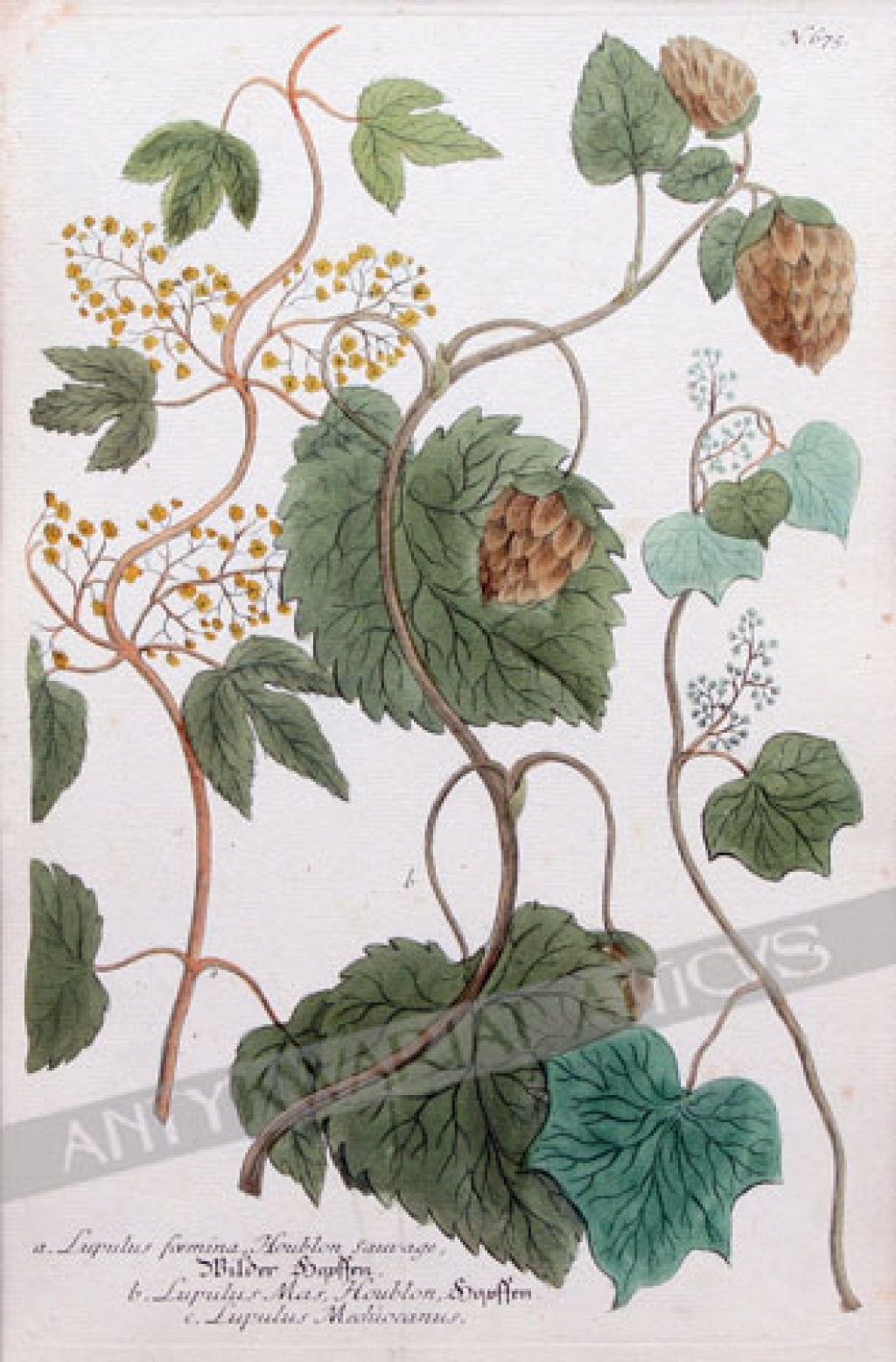 [rycina, ok. 1745] a. Lupulus foemina, Houblon sauvage, b. Lupulus Mas, Houblon, c. Lupulus Mechiocanus [Chmiel]
