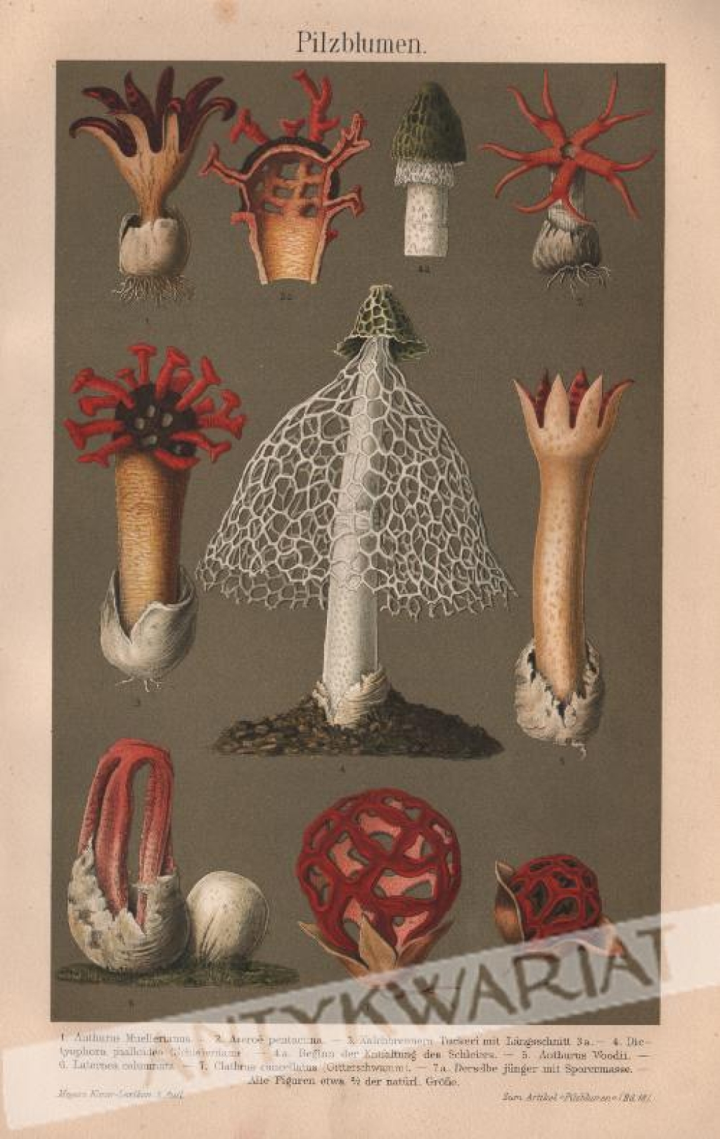 [rycina, 1895] Pilzblumen [grzyby kwiatowe]