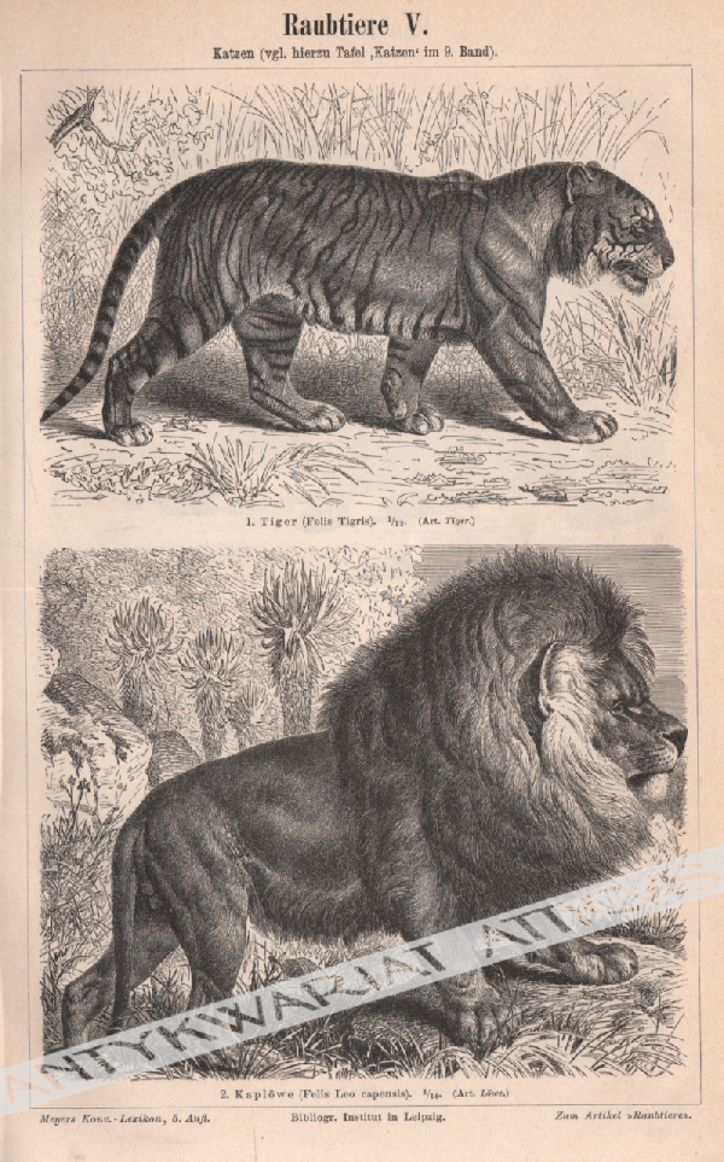 [rycina, 1897]  Katzen [Kotowate]:1. Tiger (Felis Tigris) [Tygrys bengalski]2. Kaplowe (Felis Leo capensis) [Lew]