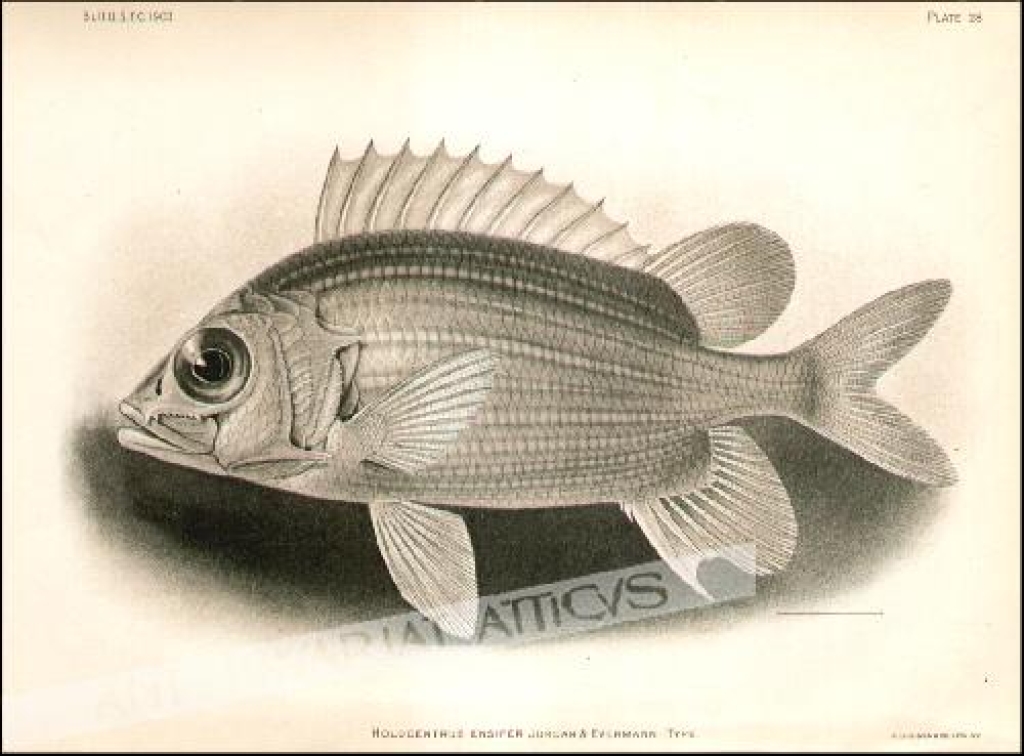 [rycina, 1903] Holocentrus Ensfier Jordan & Evermann. Type  [z cyklu ryby Hawajów]