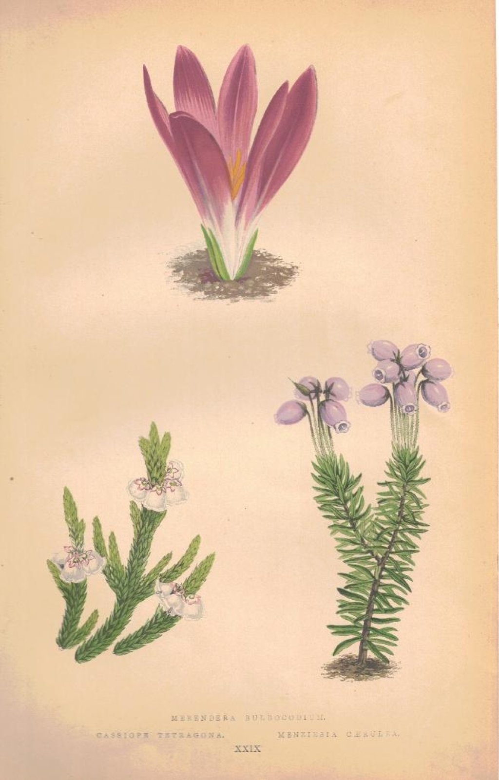 [rycina, 1873] Merendera Bulbocodium (Zimowit), Cassiope Tetragona (Kasjopeja) Menziesia Caerulea