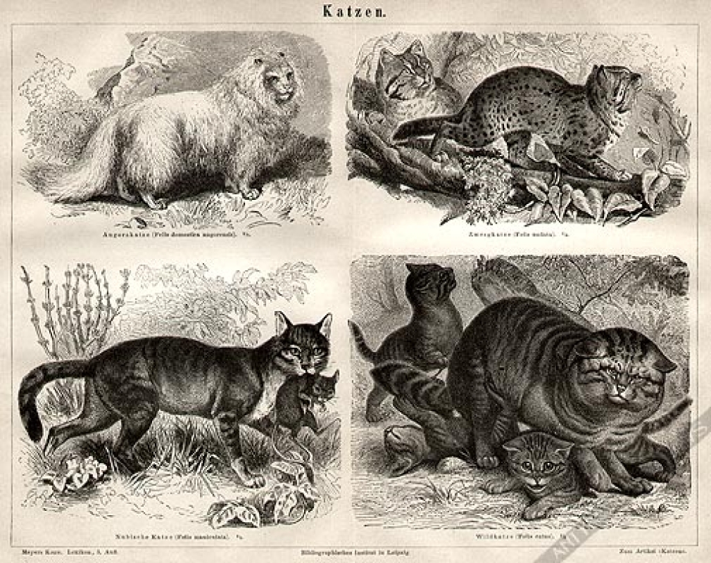 [rycina, 1876] Katzen 