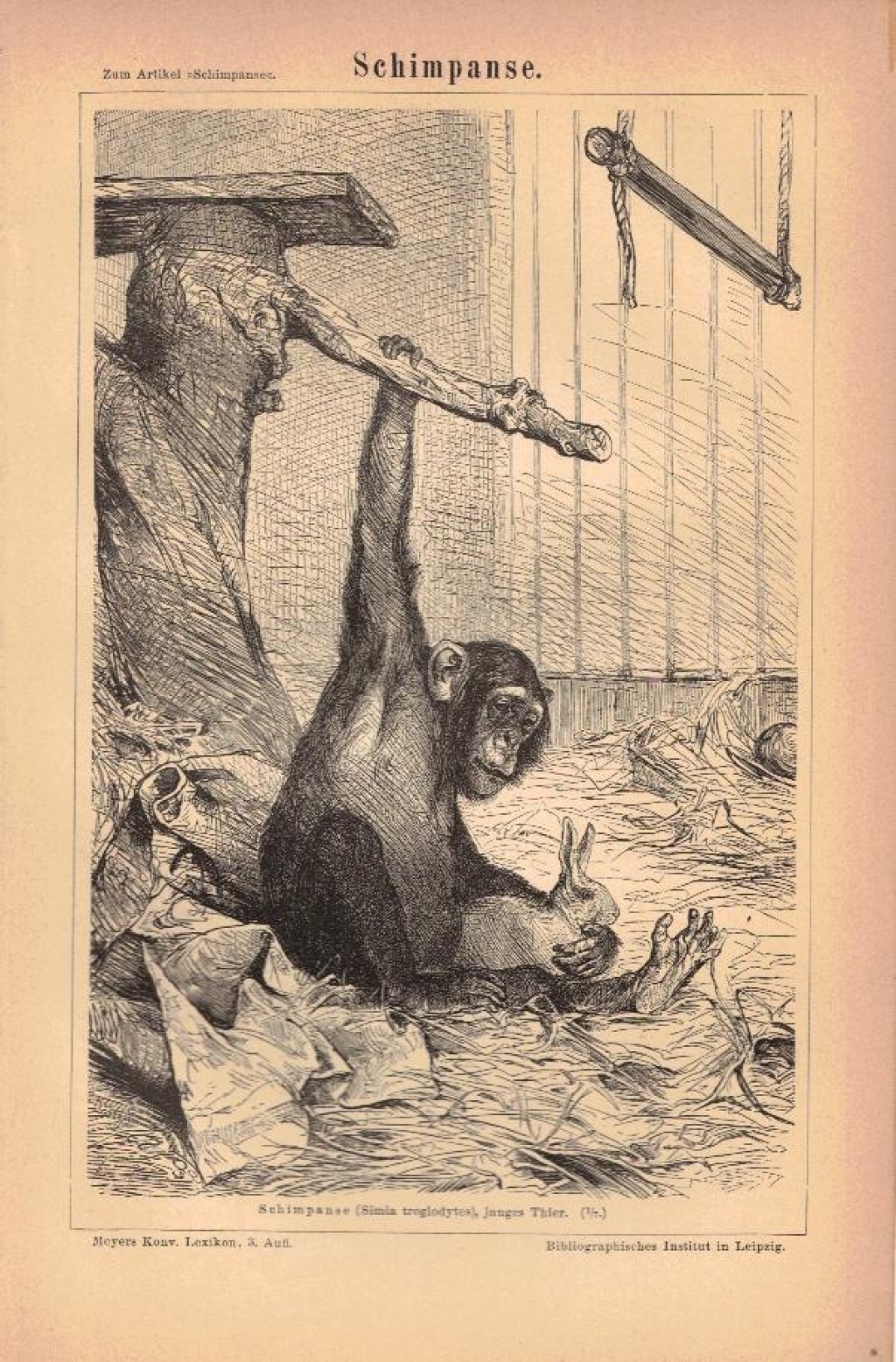 [ryciny, 1878] Schimpanse [szympans]
