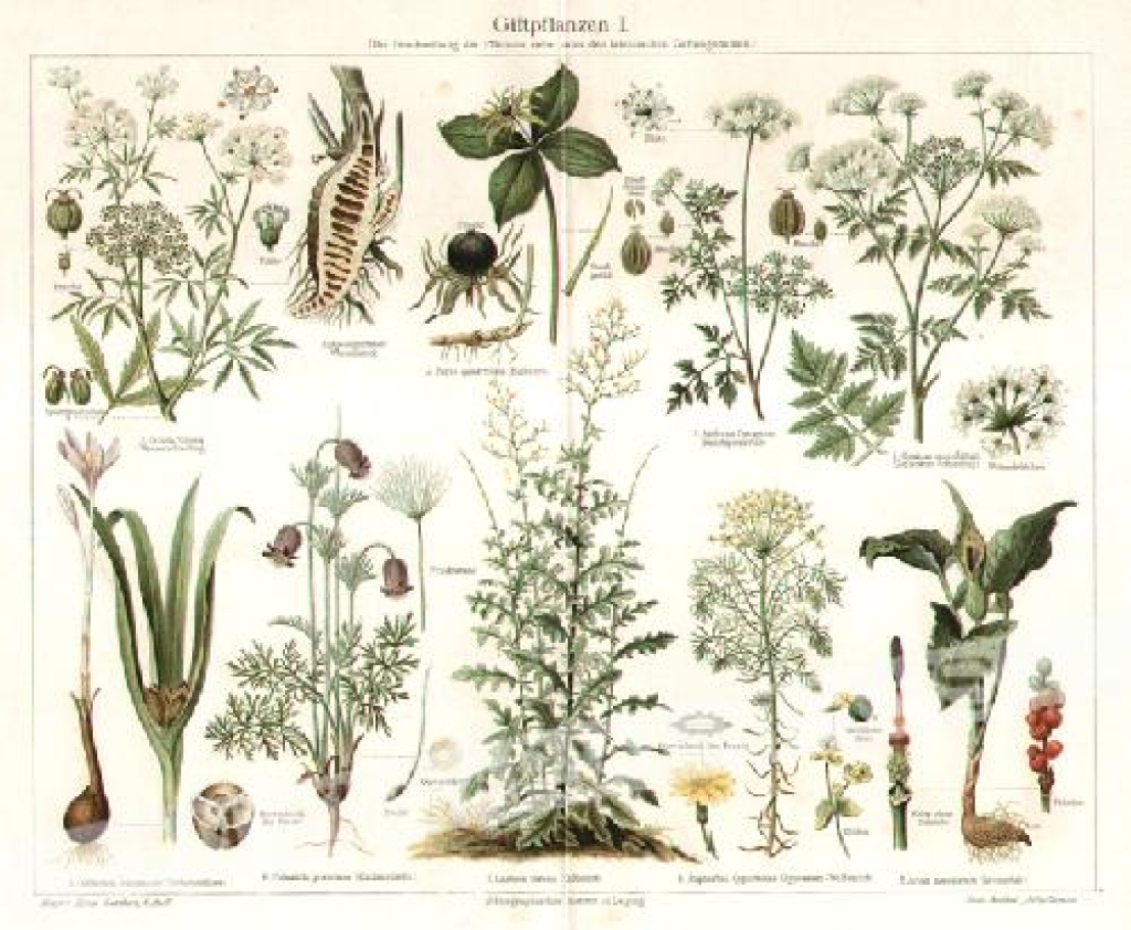 [rycina, 1896] Giftpflanzen I. Giftpflanzen II. (Die Beschreibung der Pflanzen siehe unter den lateinischen Gattungsnamen). [rośliny trujące]