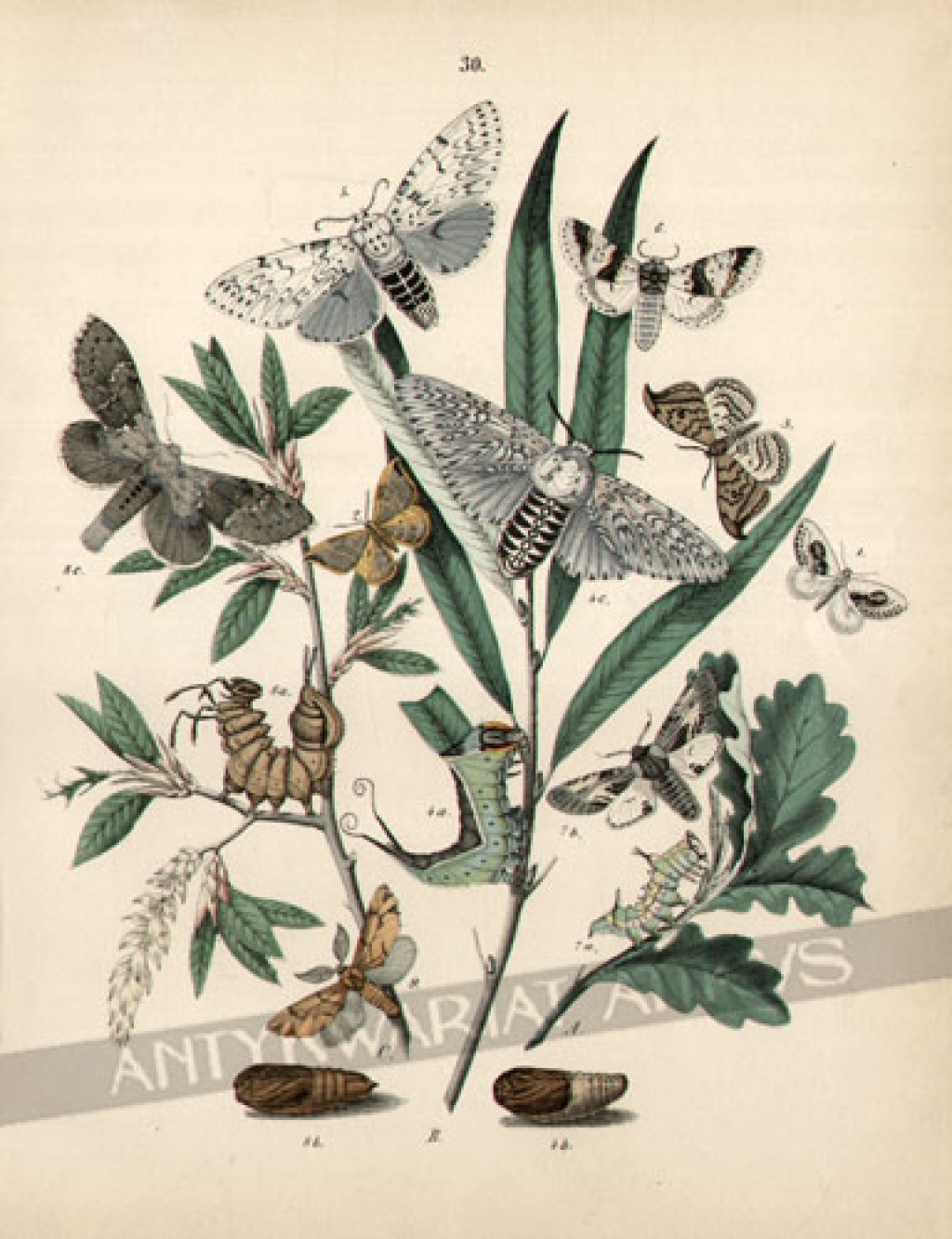 [rycina, 1882] [Motyle z rodziny barczatkowatych (Lasiocampidae)]