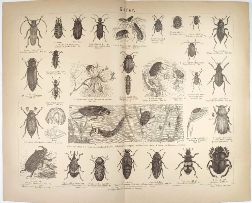 [rycina, 1878] Kafer [Chrząszcze]