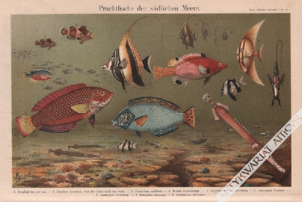 [rycina, ok. 1898] Prachtfische der südlichen Meere [ryby mórz południowych]