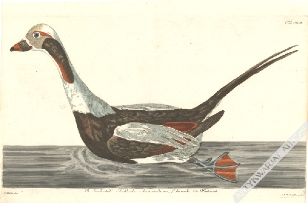 [rycina 1771-78] The Swallowtaild Shieldrake. Anas caudacuta, f. hiemalis. Die Winterente [Rożeniec zwyczajny, samiec]