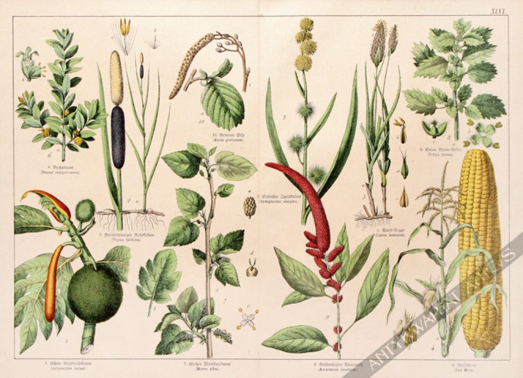 [rycina, 1887] Zea Mais [Kukurydza (i inne rośliny)]