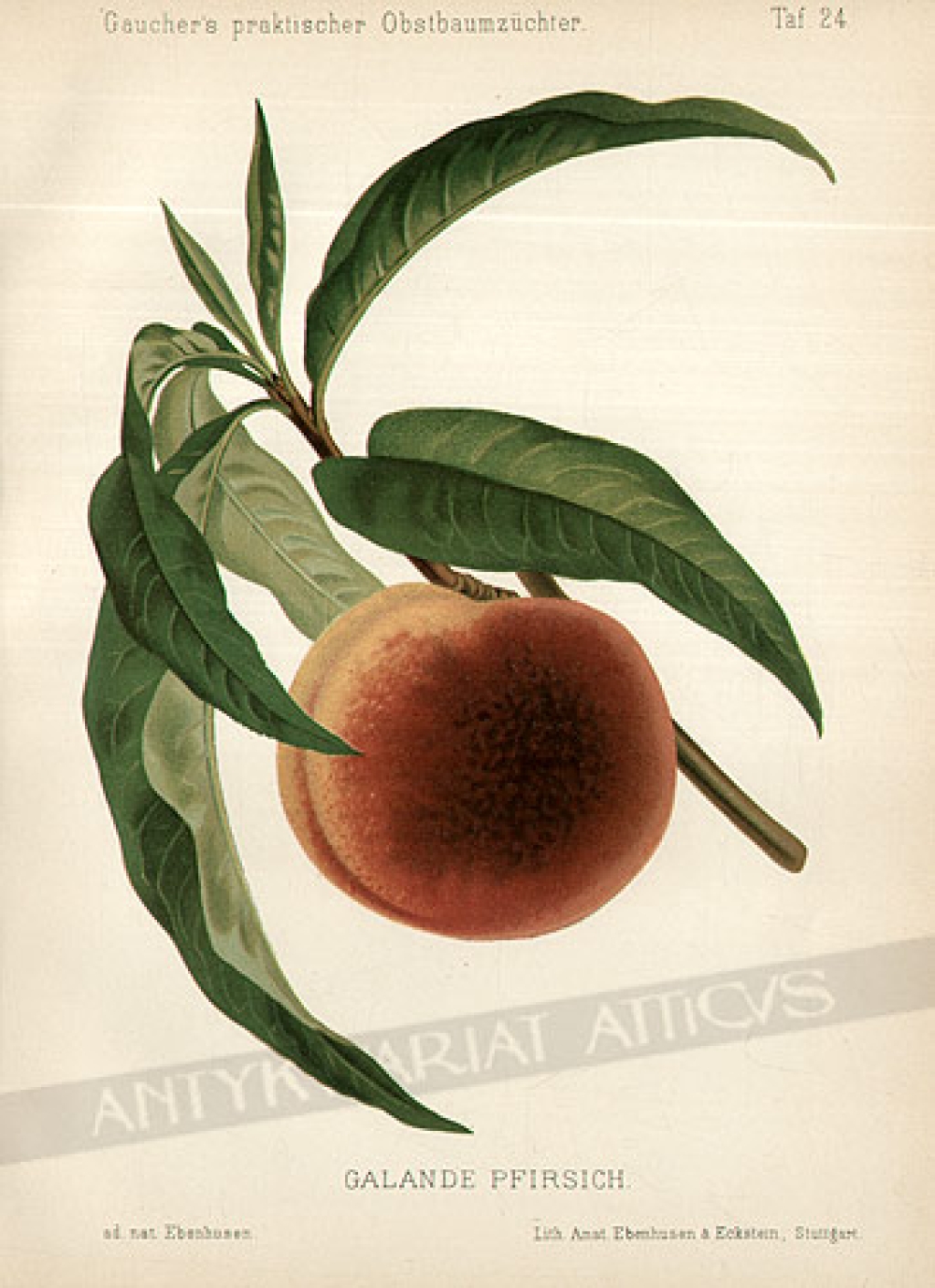 [rycina, 1894] Galande Pfirsich [odmiana brzoskwiń]