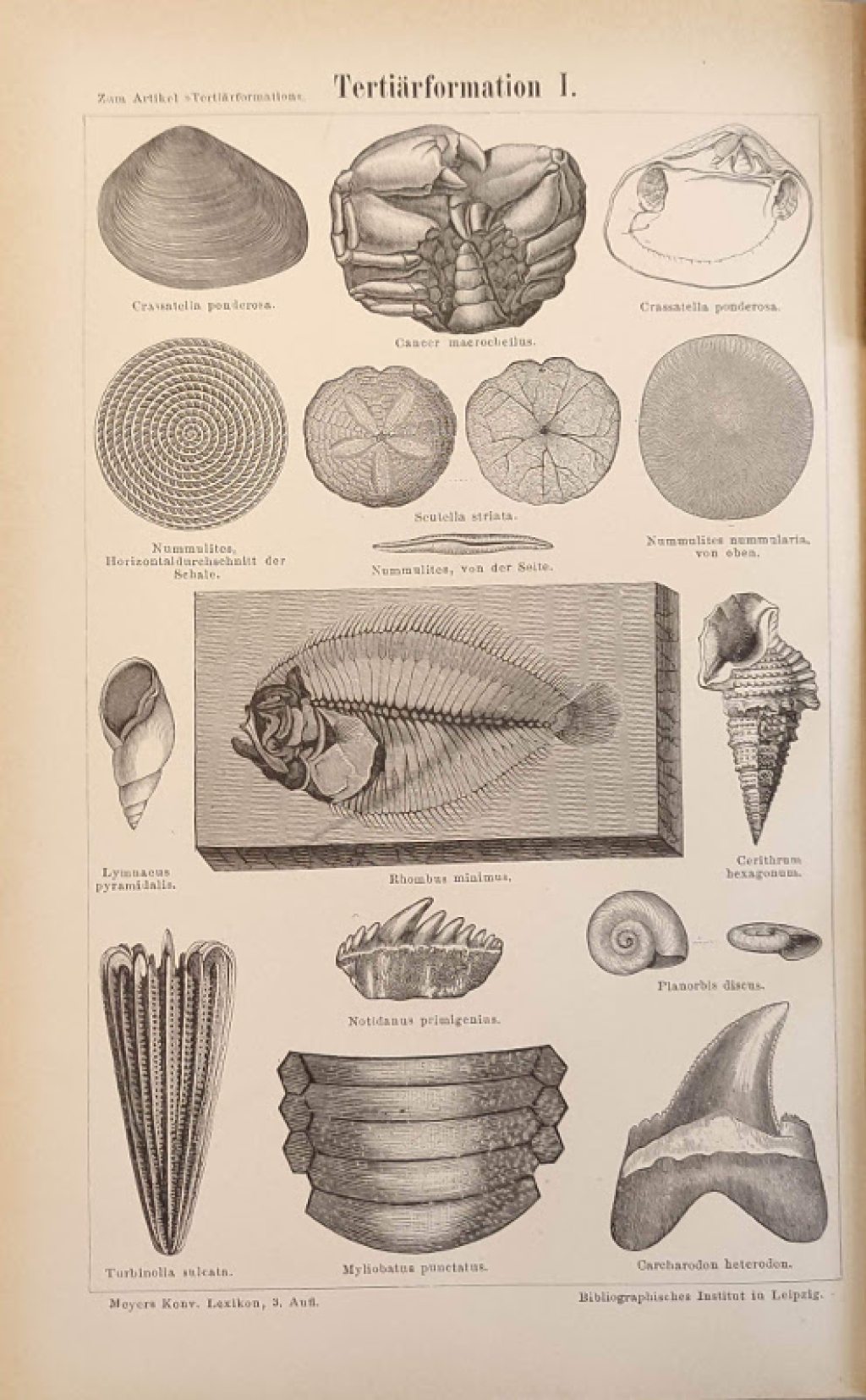 [ryciny, 1878] Tertiarormation I-II. [zwierzęta czwartorzędu]