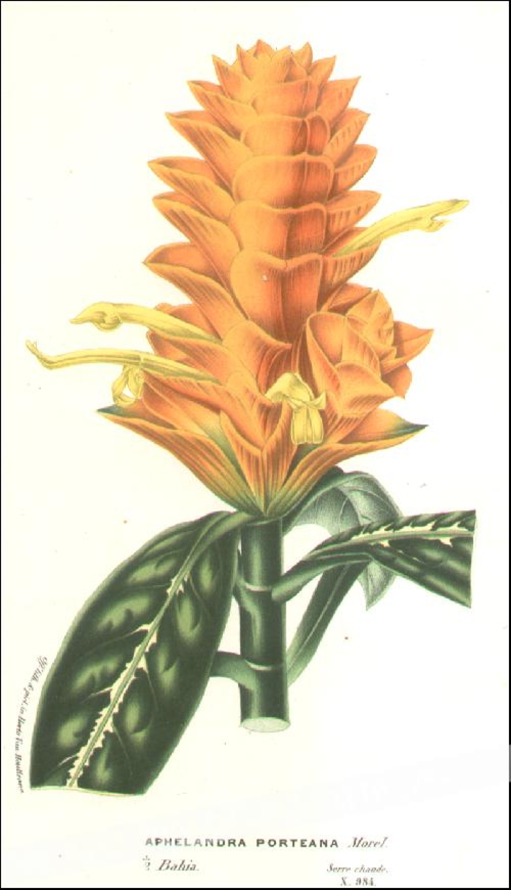 [rycina, ok. 1845] Aphelandra Porteana [akantowate]