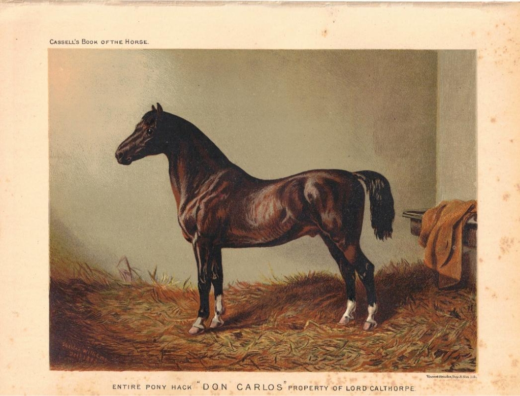 [rycina] Entire Pony Hack \"Don Carlos\" Property of Lord Calthorpe