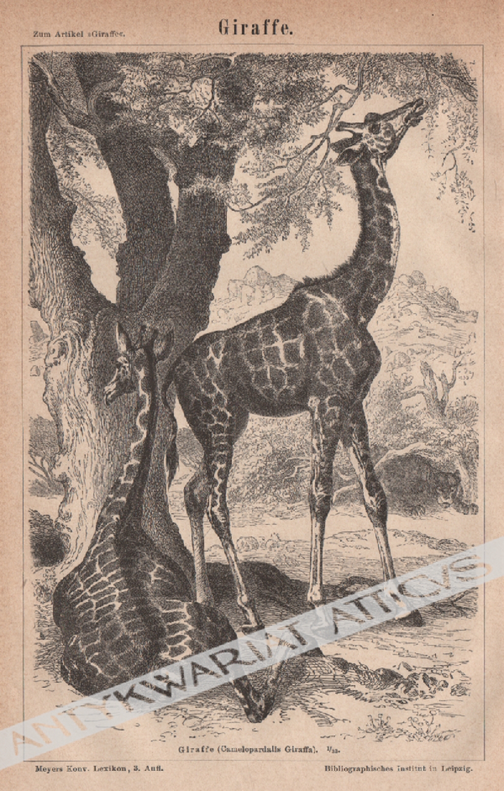 [rycina, ok. 1877] Giraffe (Camelopardis girafa) [Żyrafa]