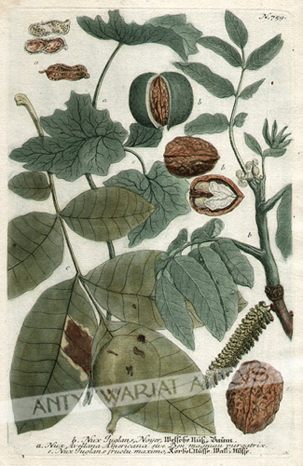 [rycina, 1737-1745] [Orzech włoski] a. Nux Avellana Americana sive Ben magnum purgatrix b.Nux Juglans, Noyer c. Nux Juglans fructu maximo