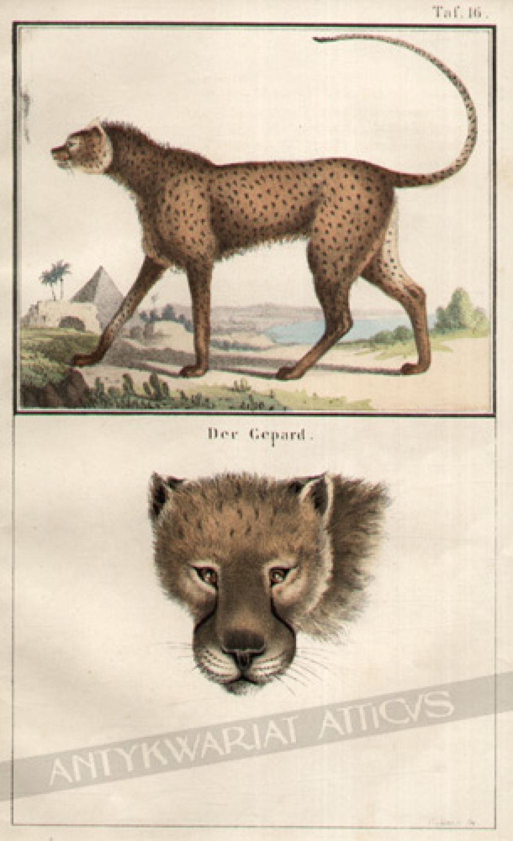 [rycina, 1857] Der Gepard