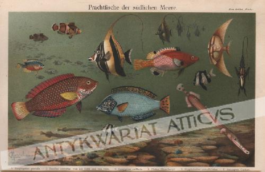 [rycina, 1906] Prachtfische der sudlichen Meere [ozdobne ryby Morza Południowego]