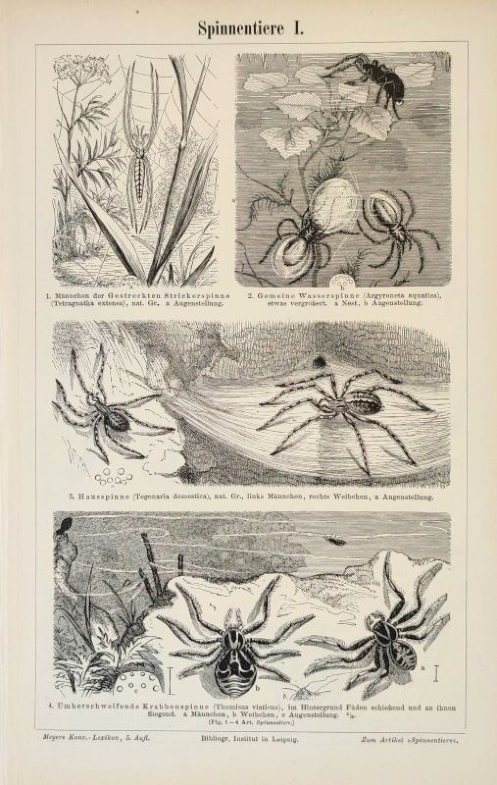 [ryciny, 1897]  Spinnentiere I-II. [pająkowate]