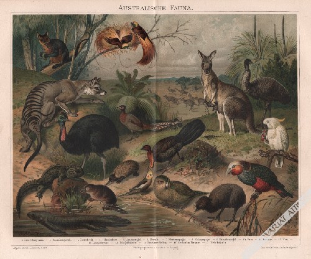 [rycina, 1893] Australische Fauna [fauna australijska]