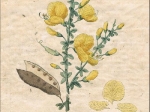 [rycina, 1821] Sparcium Scoparium. Pfriemenstrauch [Żarnowiec miotlasty]