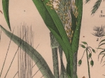 [rycina, 1887] Triandria Digynia [rośliny zbożowe]