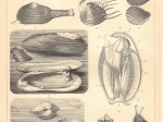 [rycina, 1895] Weichtiere I, II, III [mięczaki]