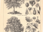 [ryciny, 1902] Laubholzer: I-VI [drzewa liściaste]