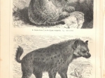 [rycina, 1897]  Katzen [Kotowate]:1. Tiger (Felis Tigris) [Tygrys bengalski] 2. Kaplowe (Felis Leo capensis) [Lew]