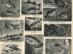 [ryciny, 1902] Fische I-VIIII. [ryby]