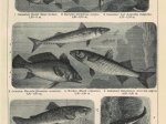 [ryciny, 1902] Fische I-VIIII. [ryby]