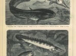[ryciny, 1902] Fische I-VIIII. [ryby]