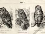 [ryciny, 1895] Eulen I. Eulen II. [Sowy]