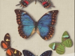 Joyaux ailes. Un atlas des plus beaux papillons du monde