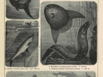 [ryciny, 1902] Fische I-VIIII. [ryby]