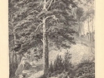 [rycina, 1896] Kiefer I-II. [sosna]