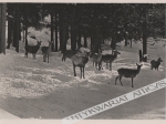 [pocztówka, 1939 r.] Tatry - Jelenie. Deer.
