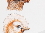 [rysunek, 1971] [Głowy ptaków - szkic]