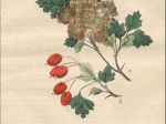 [rycina, 1821] Crataegus oxyacantha. Gemeiner Weissdorn [głóg dwuszyjkowy]