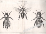 GIRDWOJŃ. Anatomia pszczoły
